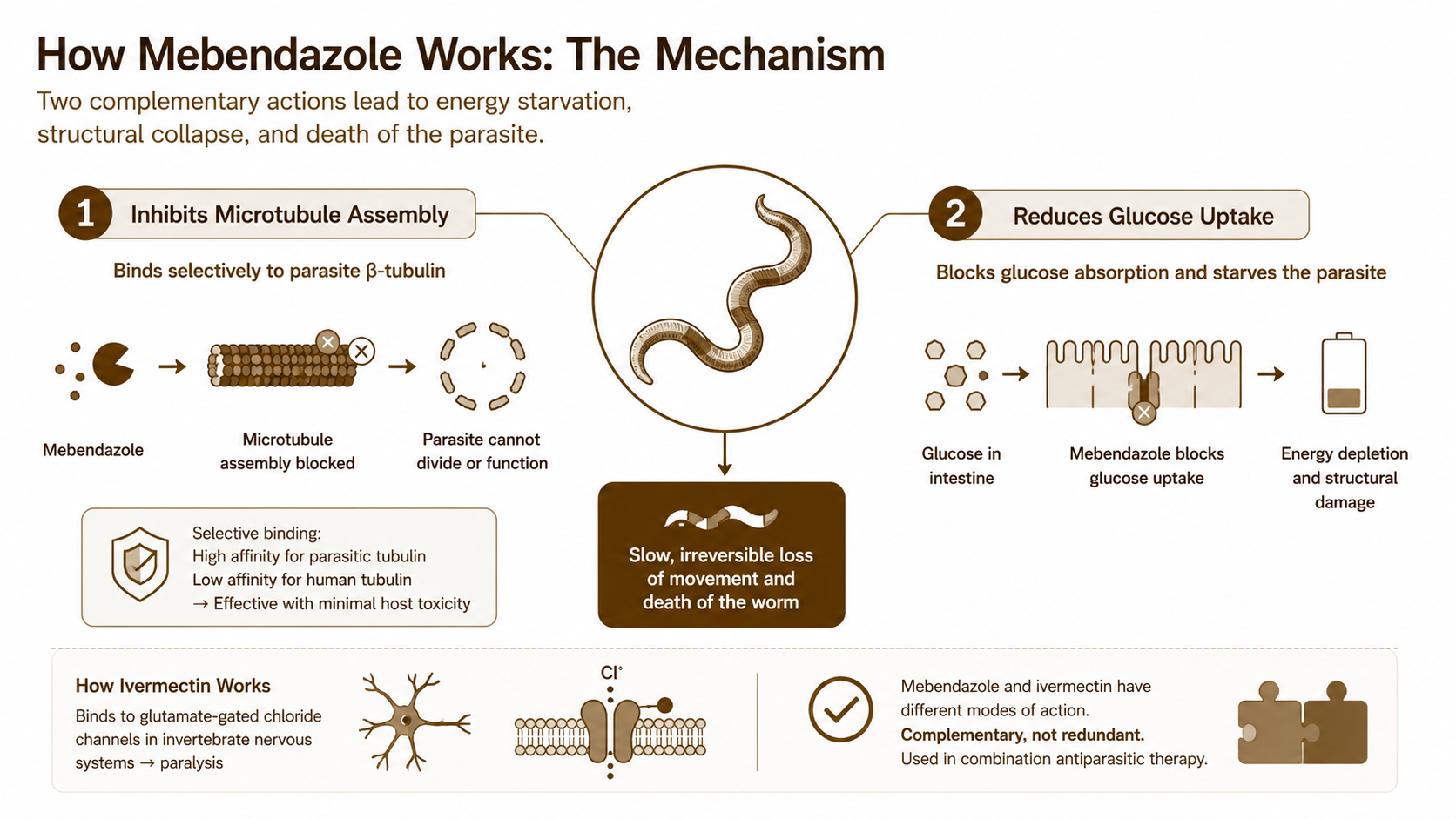 How mebendazole works? Rxfarmacia
